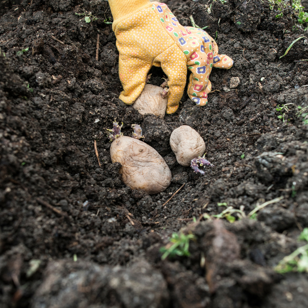 Planting Seed Potatoes - D&D Feed & Supply