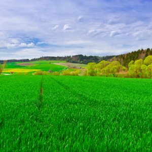 Spring Pasture Management